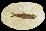 Fossil Fish (Knightia) With Floating Frame Case #109576-1